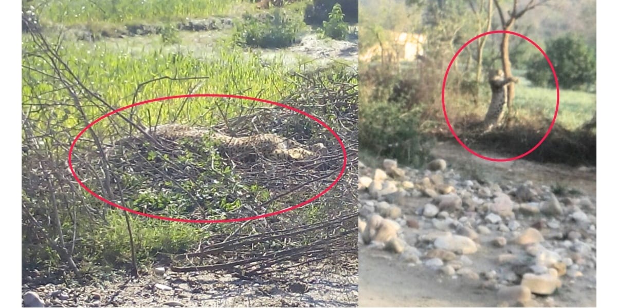 Leopard trapped in wire fence at Kangra Himachal Pradesh