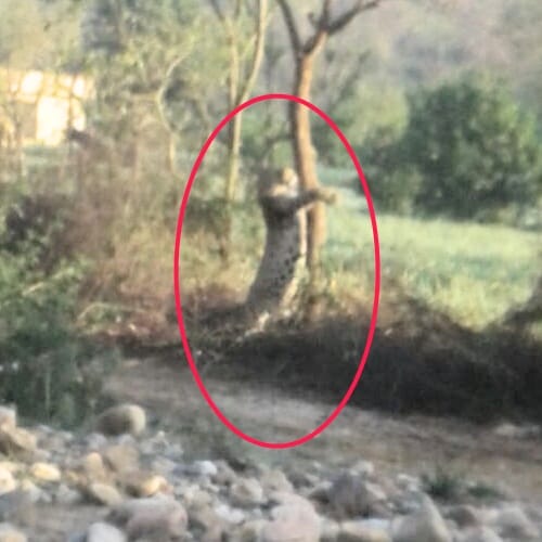 Leopard trapped in wire fence at Kangra Himachal Pradesh