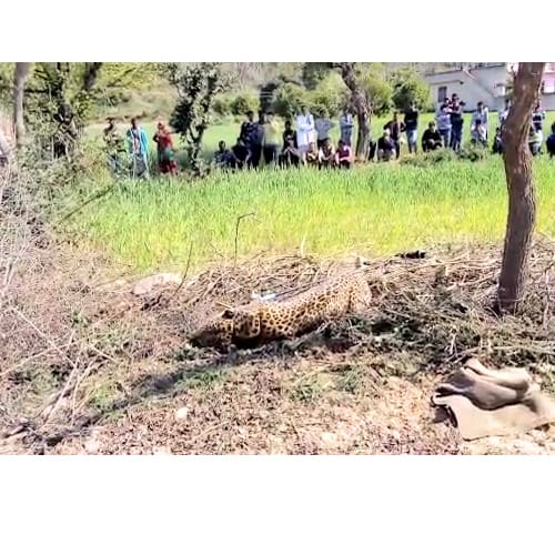 Leopard trapped in wire fence at Kangra Himachal Pradesh