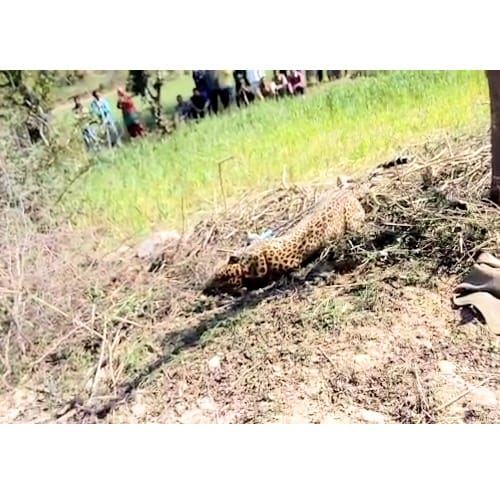 Leopard trapped in wire fence at Kangra Himachal Pradesh