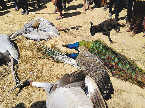 Six peafowl and pests kill