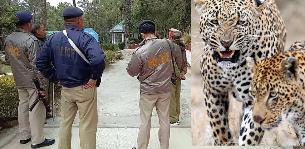 Two leopard Missing From Gopalpur Zoo at Kangra.