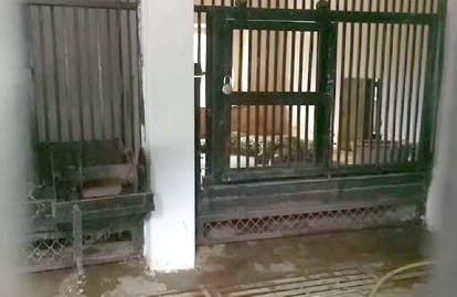 Two leopard Missing From Gopalpur Zoo at Kangra.