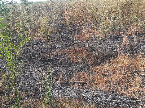 45 bigha crop burns by fire
