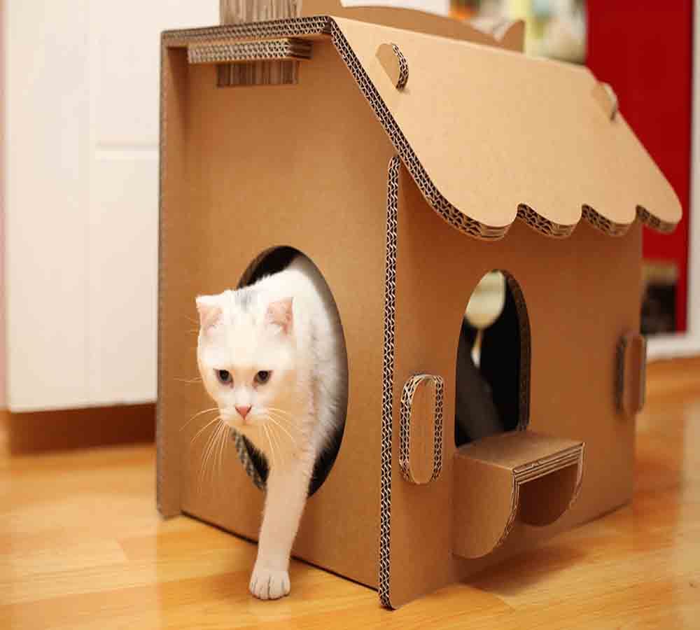 cat in your home so be aware according to vaastu
