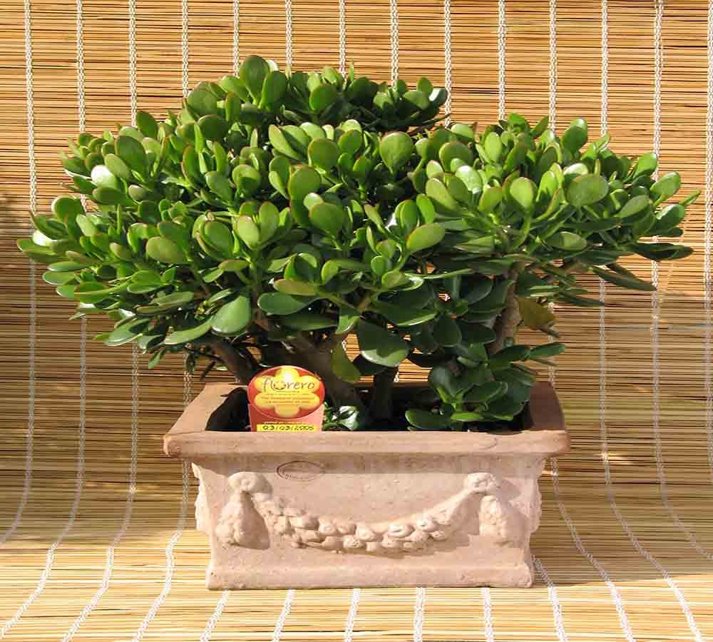 Crassula plants brings money in your home