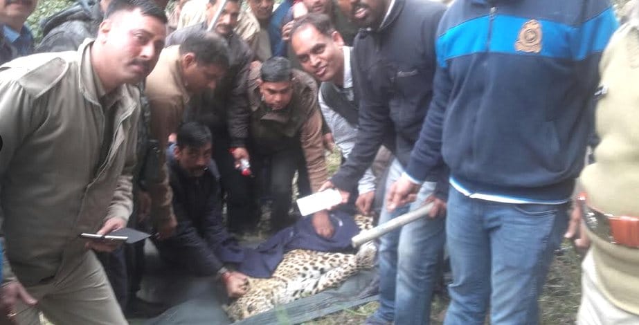 Missing Two Leopard From Gopalpur Zoo Caught Again.