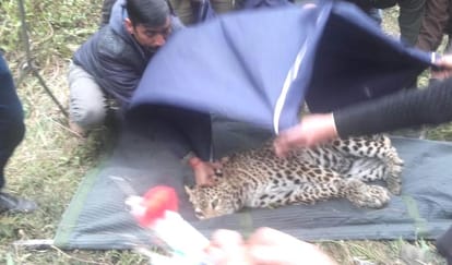 Missing Two Leopard From Gopalpur Zoo Caught Again.