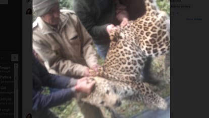 Missing Two Leopard From Gopalpur Zoo Caught Again.