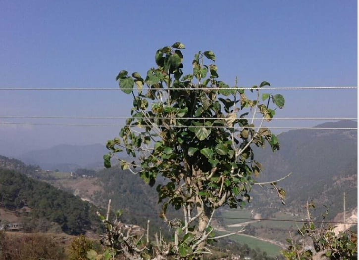 Tree threatening tree lines threatening