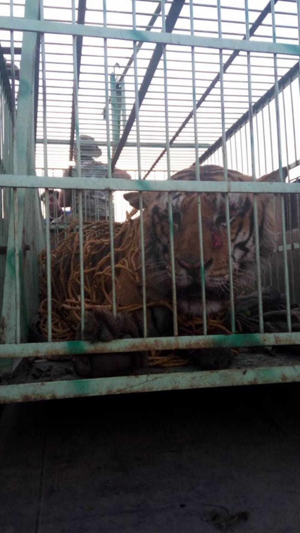 tiger killed two people in ramnagar
