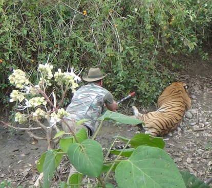 tiger killed two people in ramnagar