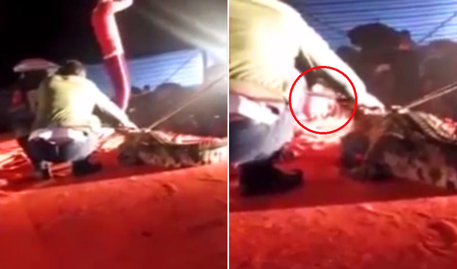 Crocodile Bites Man’s Face At Circus Show, Leaving Him Blooded.