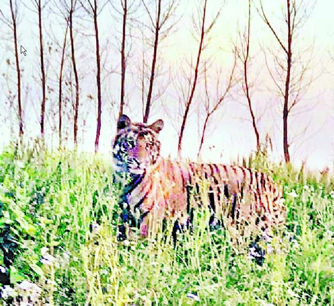 Neuria dies in Uttarakhand's tiger attack