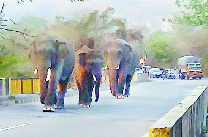Tiger's roar, elephants screams with guts Kalagad