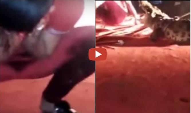 Crocodile Bites Man’s Face At Circus Show, Leaving Him Blooded.