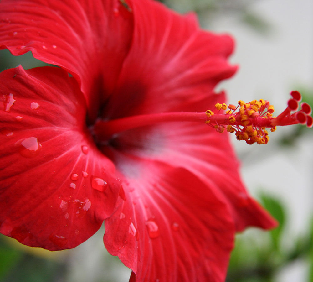 hibiscus-flower-benefits-for-hair-how-to-use-know-gudhal-ka-phool-ke