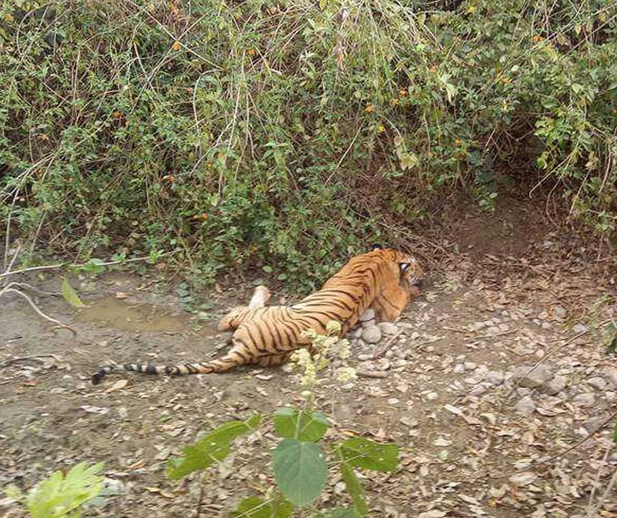 Death of tigress