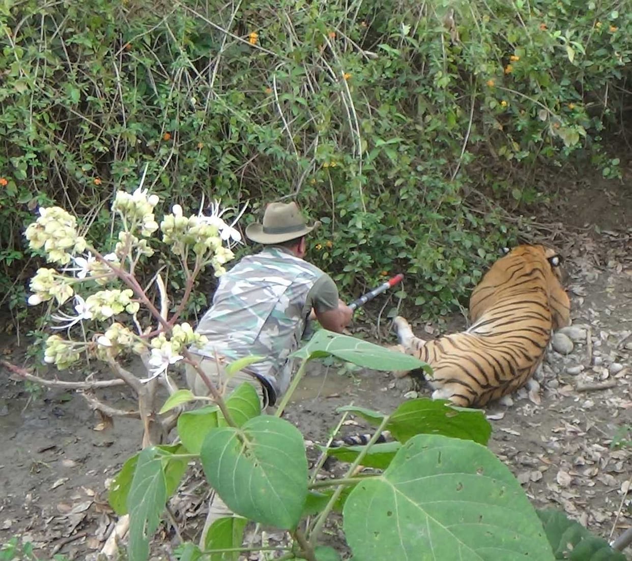 injured tiger killed two people in uttarakhand
