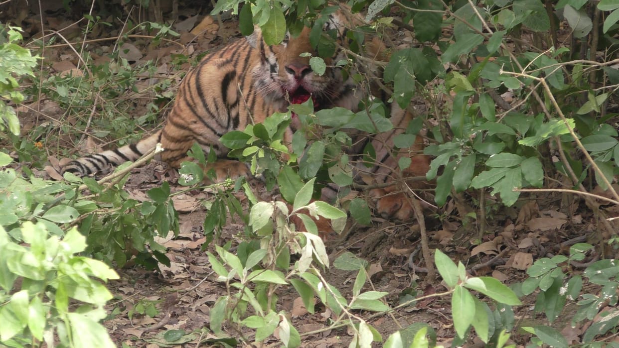 Rs. 5500 reward for team of SOG and Forest Department