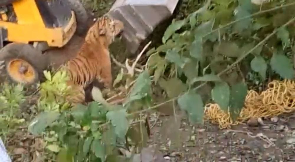 Wildlife Crime Control submit a report of  tiger's death