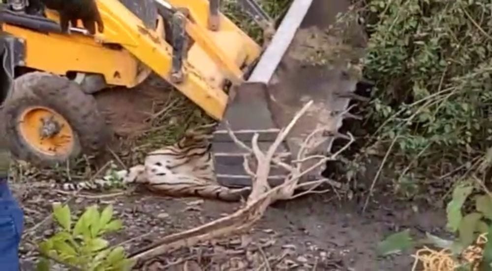 to check tiger JCB pressure