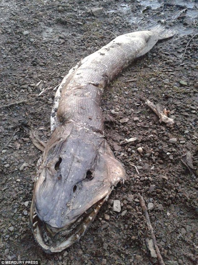 Monstrous Creature Up On Lake Shore.
