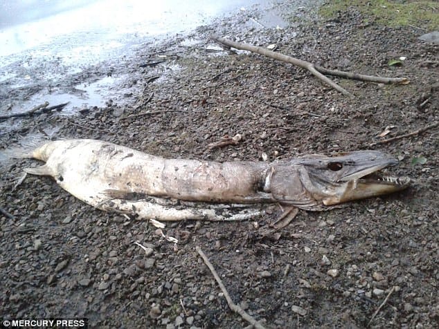 Monstrous Creature Up On Lake Shore.
