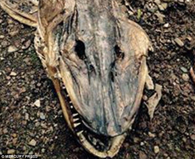 Monstrous Creature Up On Lake Shore.