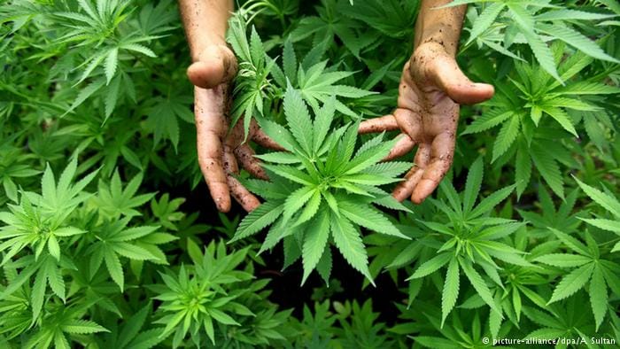 big medical achievement, researchers found treatment of cancer and mirgi in bhang