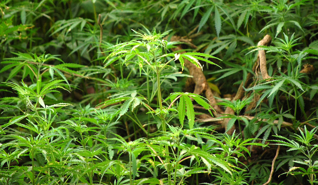 mahashivratri 2020 why lord shiva takes bhang and datura