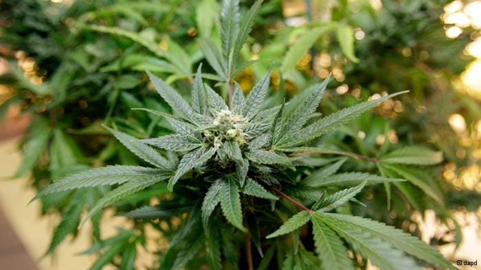 big medical achievement, researchers found treatment of cancer and mirgi in bhang