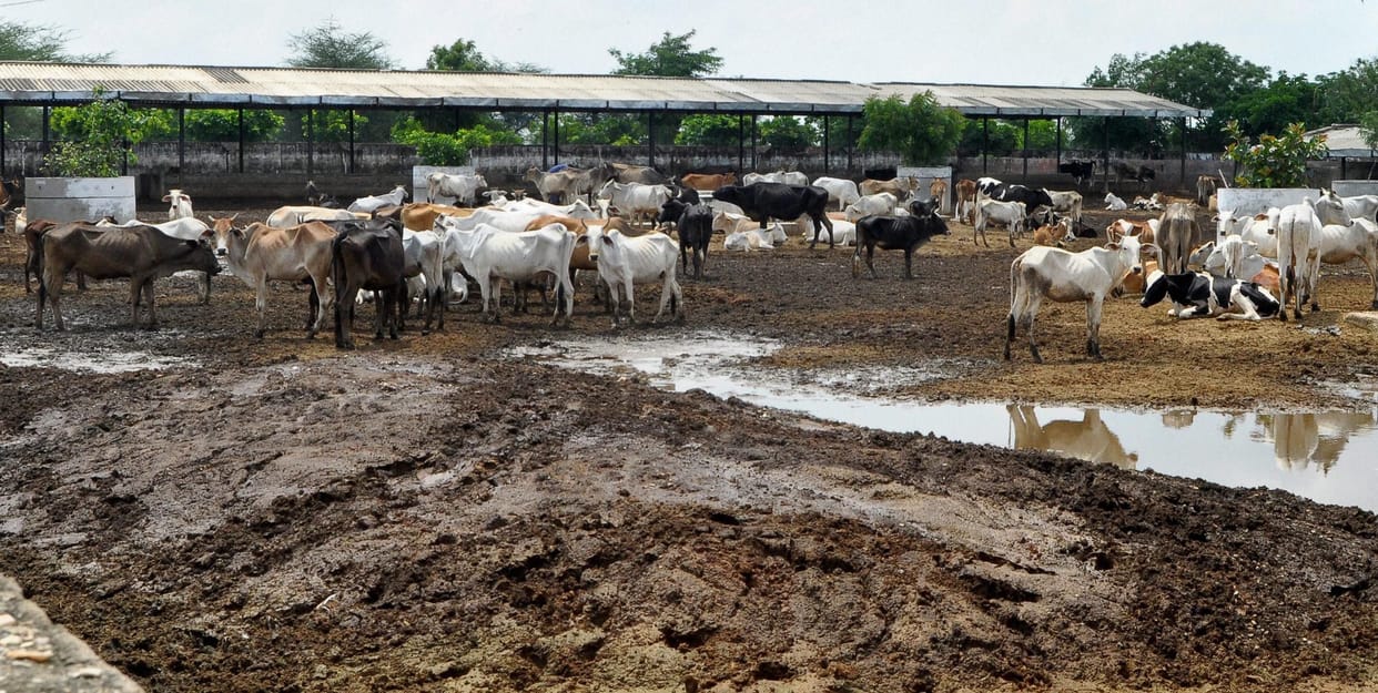 government gave the answer at cows death in hingonia 