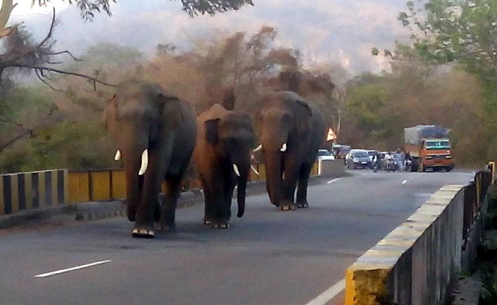elephant reached on the Haridwar-Najibabad highway