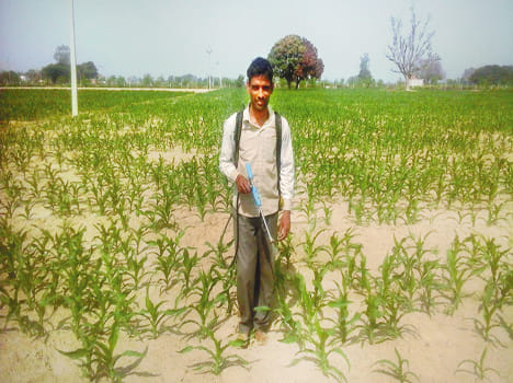 Bacterial attack in maize crop