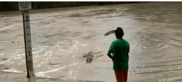 Monstrous Creature Up On Lake Shore.