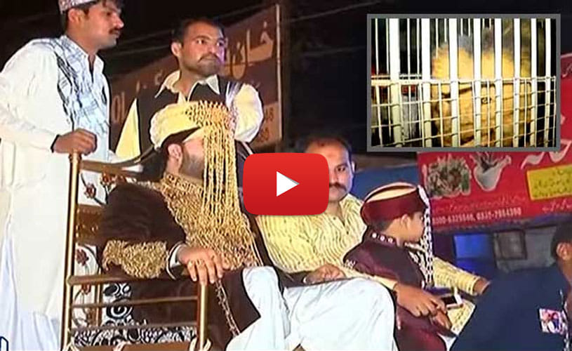 Viral Video: Pakistani Groom Entered His Wedding On A Caged Lion