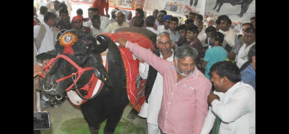  this 9 crores buffalo daily doing half an hour morning walk