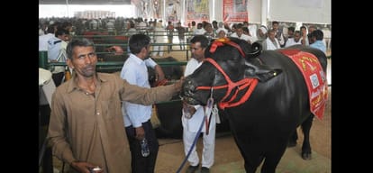  this 9 crores buffalo daily doing half an hour morning walk