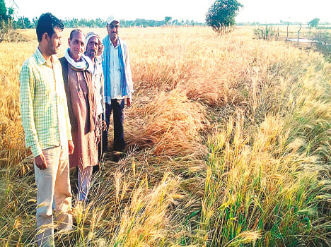 Rains and Harvesting Roots