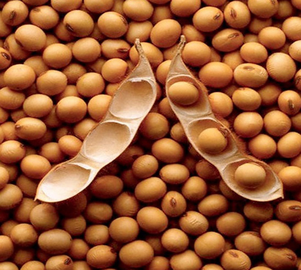 best protein foods for vegetarians 