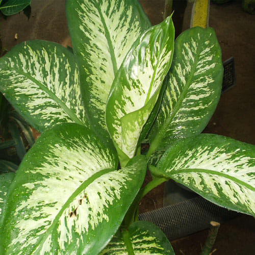 Stay away from the this house decorating plant