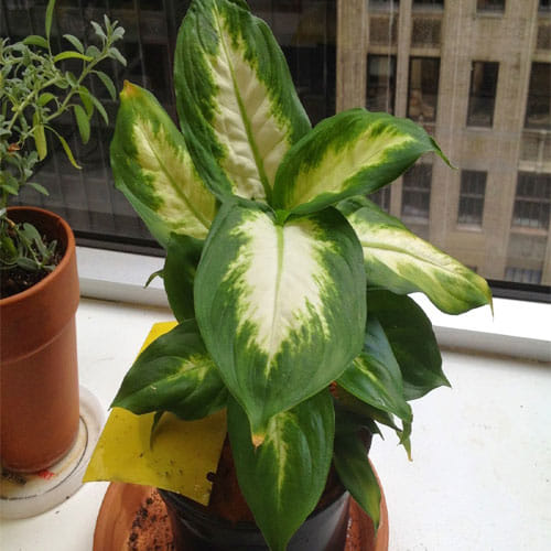 Stay away from the this house decorating plant