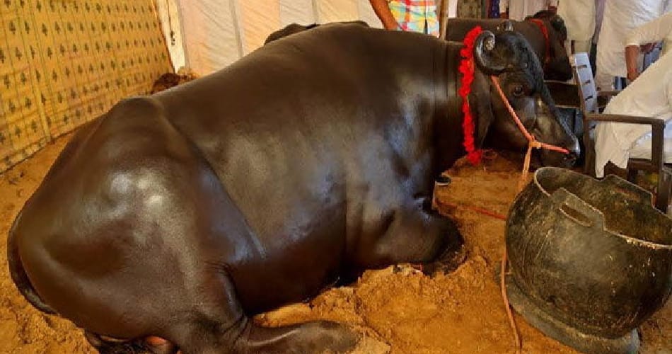 kaithal man naresh beniwal's 1700 kg unique buffalo sultan drinks scotch after eating