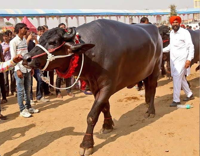 kaithal man naresh beniwal's 1700 kg unique buffalo sultan drinks scotch after eating