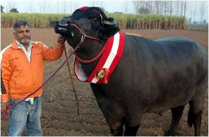 kaithal man naresh beniwal's 1700 kg unique buffalo sultan drinks scotch after eating