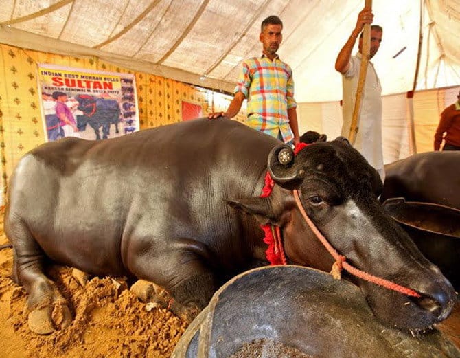 kaithal man naresh beniwal's 1700 kg unique buffalo sultan drinks scotch after eating