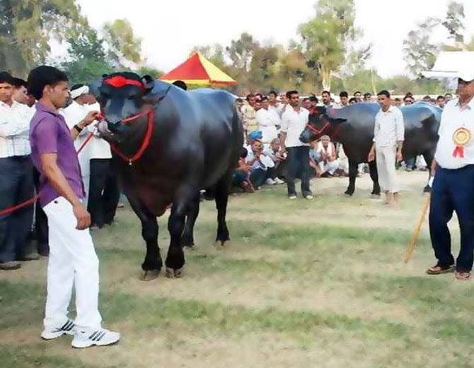 kaithal man naresh beniwal's 1700 kg unique buffalo sultan drinks scotch after eating