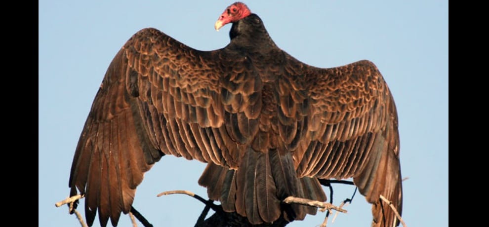 After 15 years, the vulture, bird lover doctor photographed