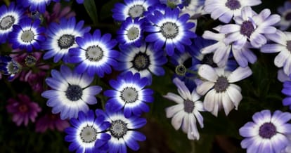Chandigarh my garden my identity, chandigarh news